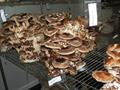 shiitake